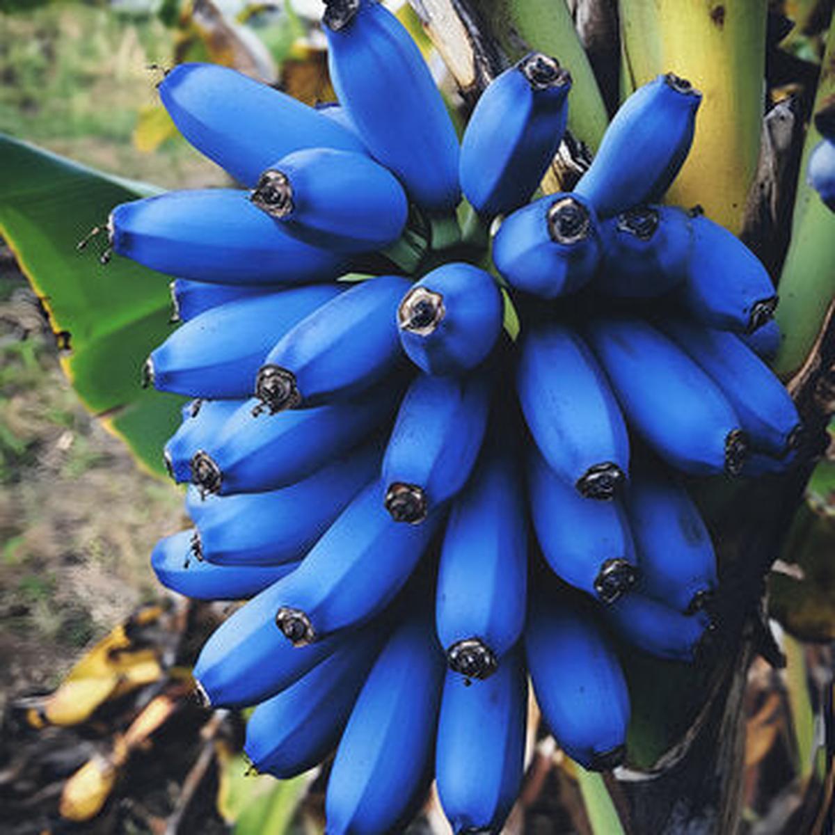 Blue Banana Fruit Seeds for Planting Rare Exotic Variety, Heirloom & Non-GMO Seeds for Tropical Gardens