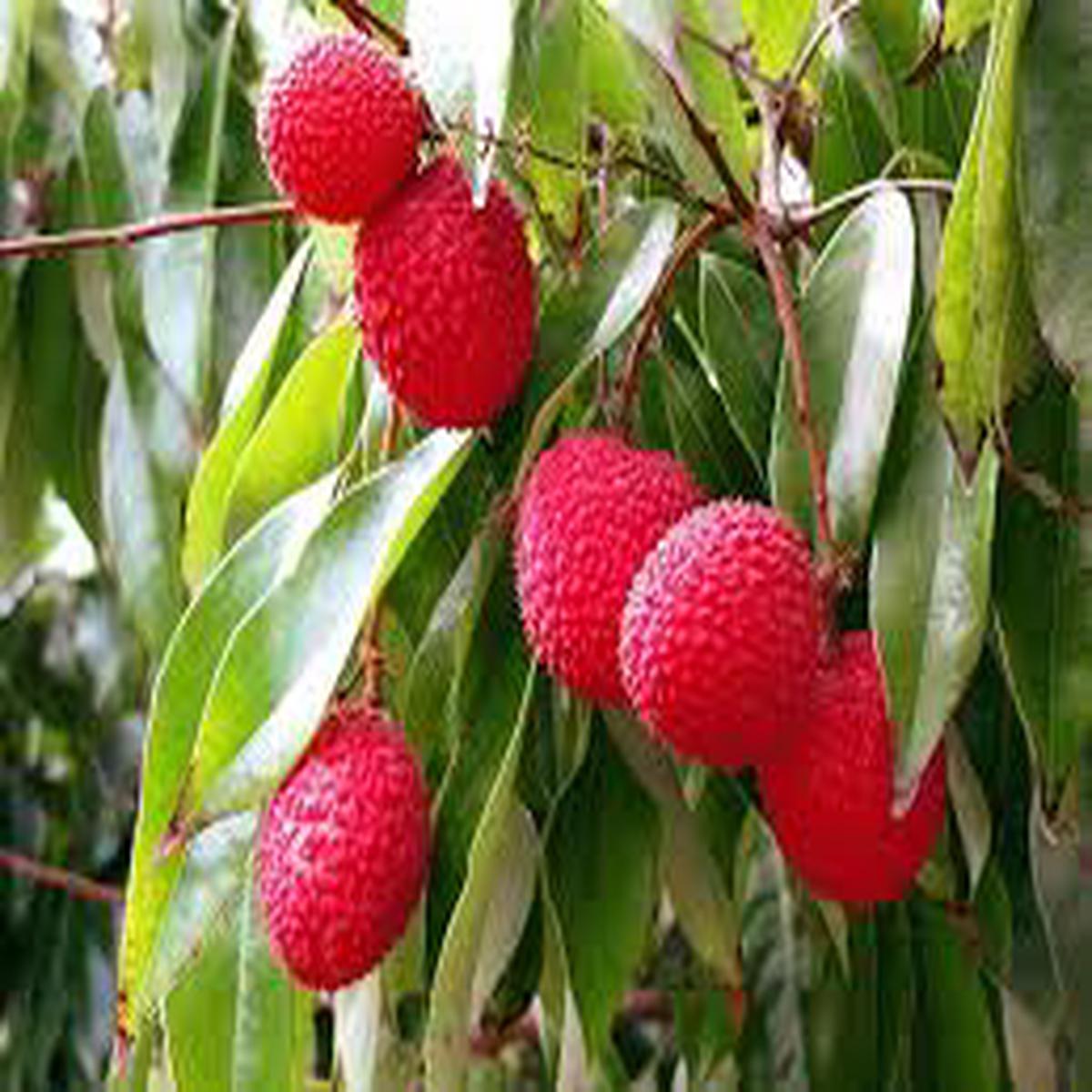 Bright Red Lychee Fruit Seeds for Planting  Sweet Tropical Delights, Heirloom & GMO Free Seeds for Backyard