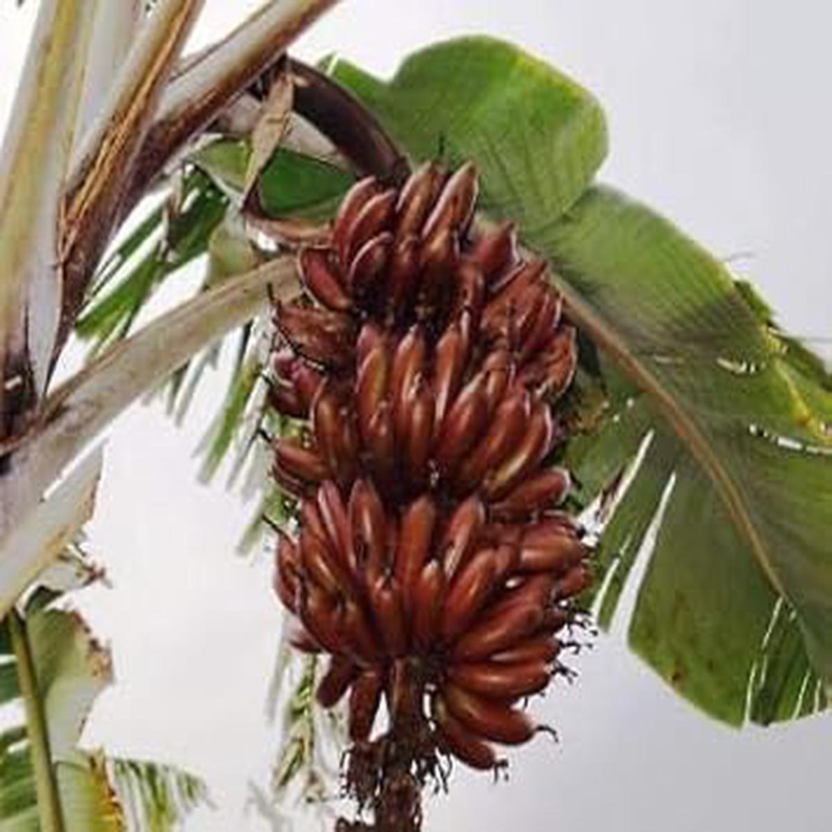 Brown Banana Fruit Seeds for Planting  Heirloom, Non-GMO Seeds to Grow Unique, Colorful Banana Trees