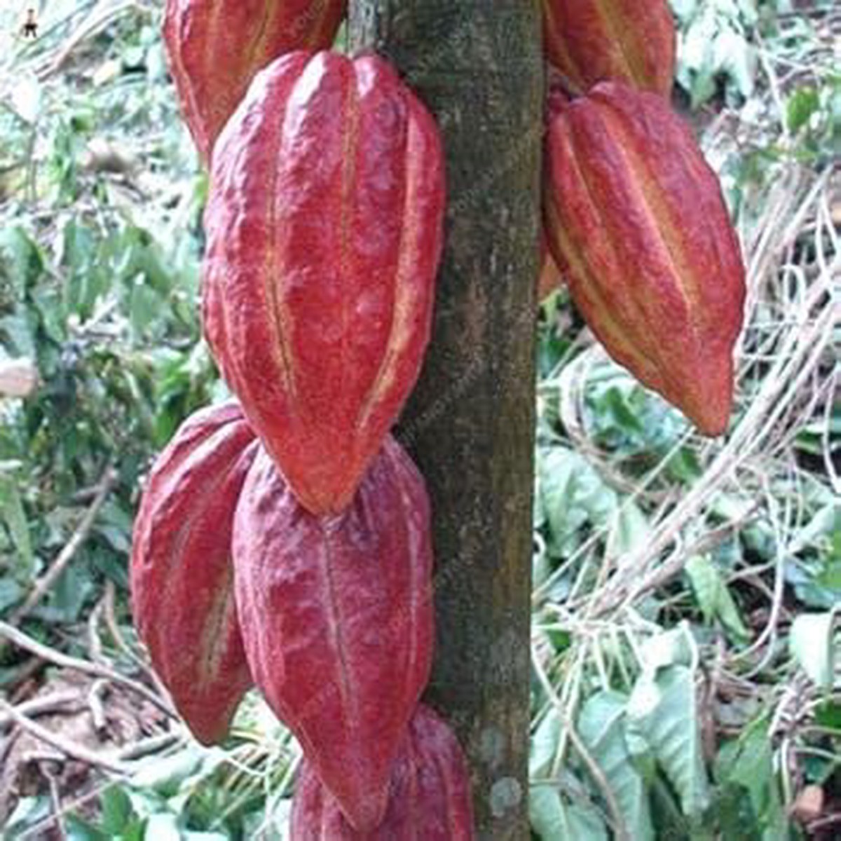 Burgundy Papaya Fruit Seeds for Planting  Sweet Tropical Papayas for Subtropical Gardens, Heirloom & Non-GMO