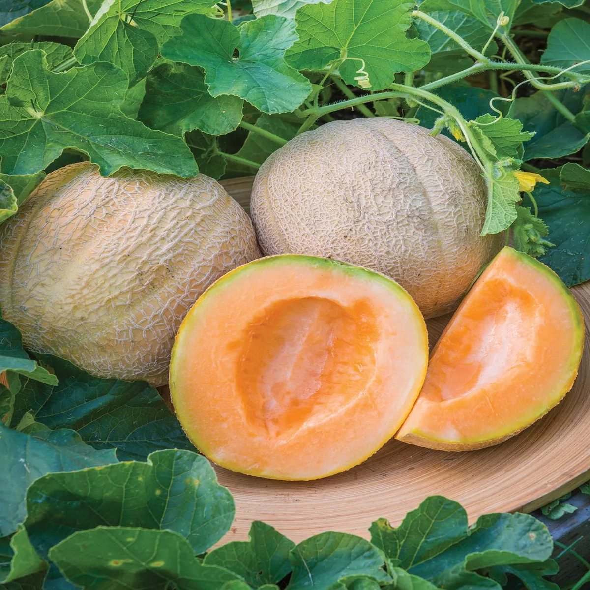 Cantaloupe Fruit Seeds for Planting  Light Orange Variety, Heirloom & Non-GMO Seeds for Sweet Garden Melons