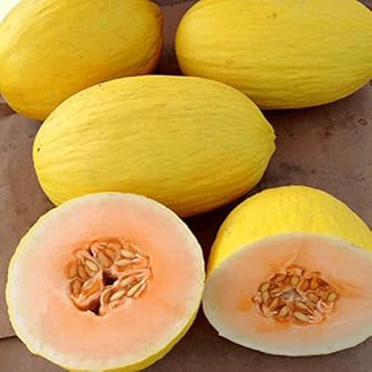 Crenshaw Melon Seeds Grow Sweet & Juicy Heirloom Melons