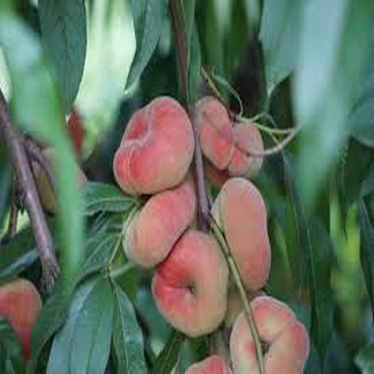 Donut Peach (Saturn Peach) Fruit Seeds for Planting  Heirloom Non-GMO High Germination Organic Garden Seeds