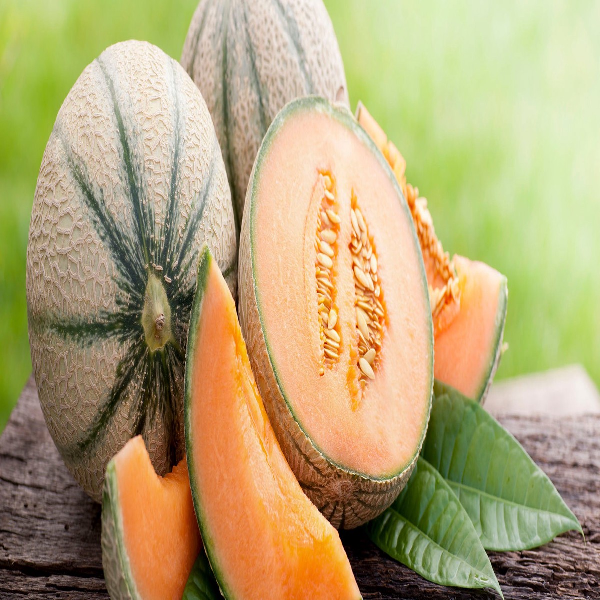 European Cantaloupe Melon Fruit Seeds for Planting Premium Quality, Heirloom, Non-GMO, High Germination Organic Garden Seeds