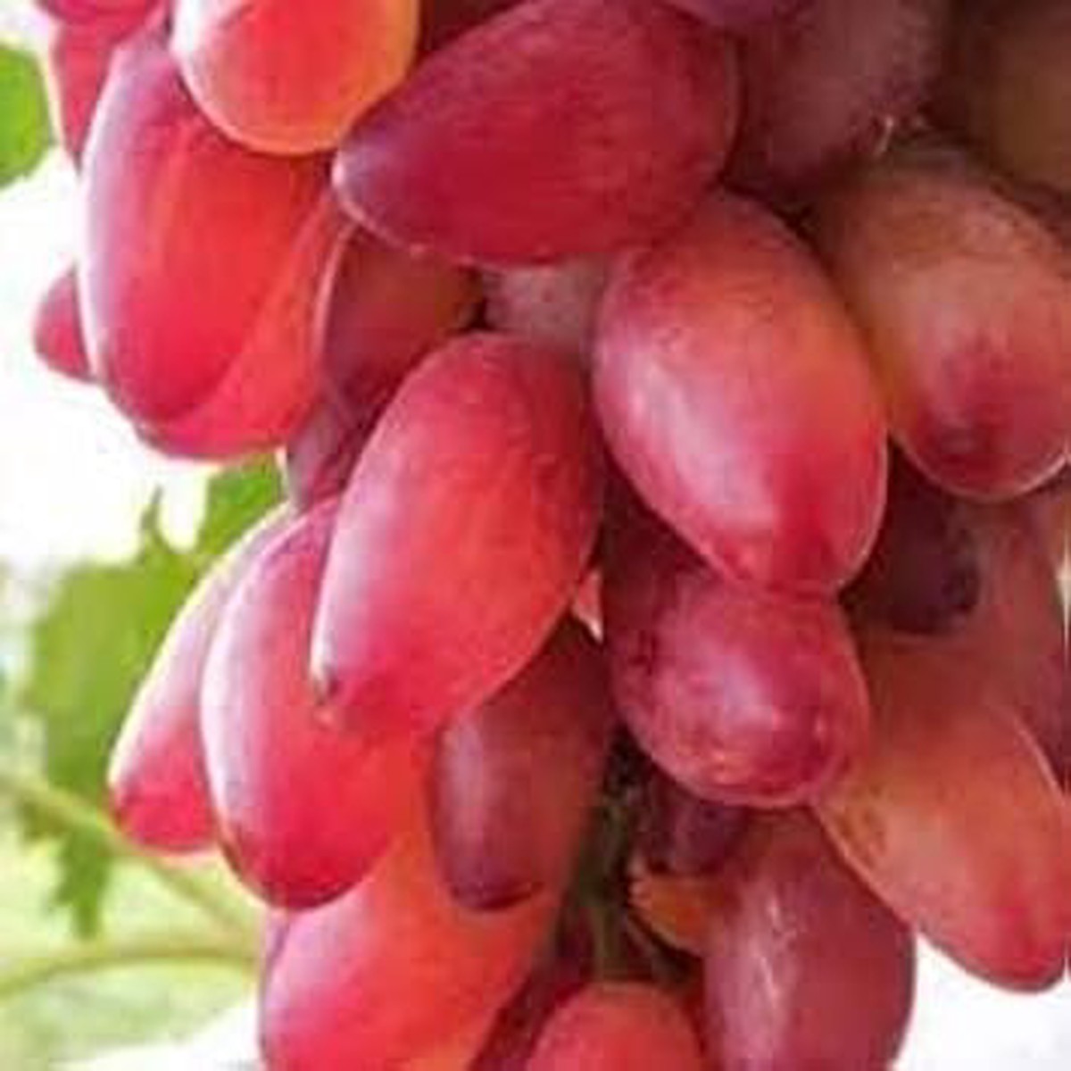 Gold Finger Grape Seeds  Sweet Red Grapes, Heirloom & Non-GMO Seeds for Home Garden Planting