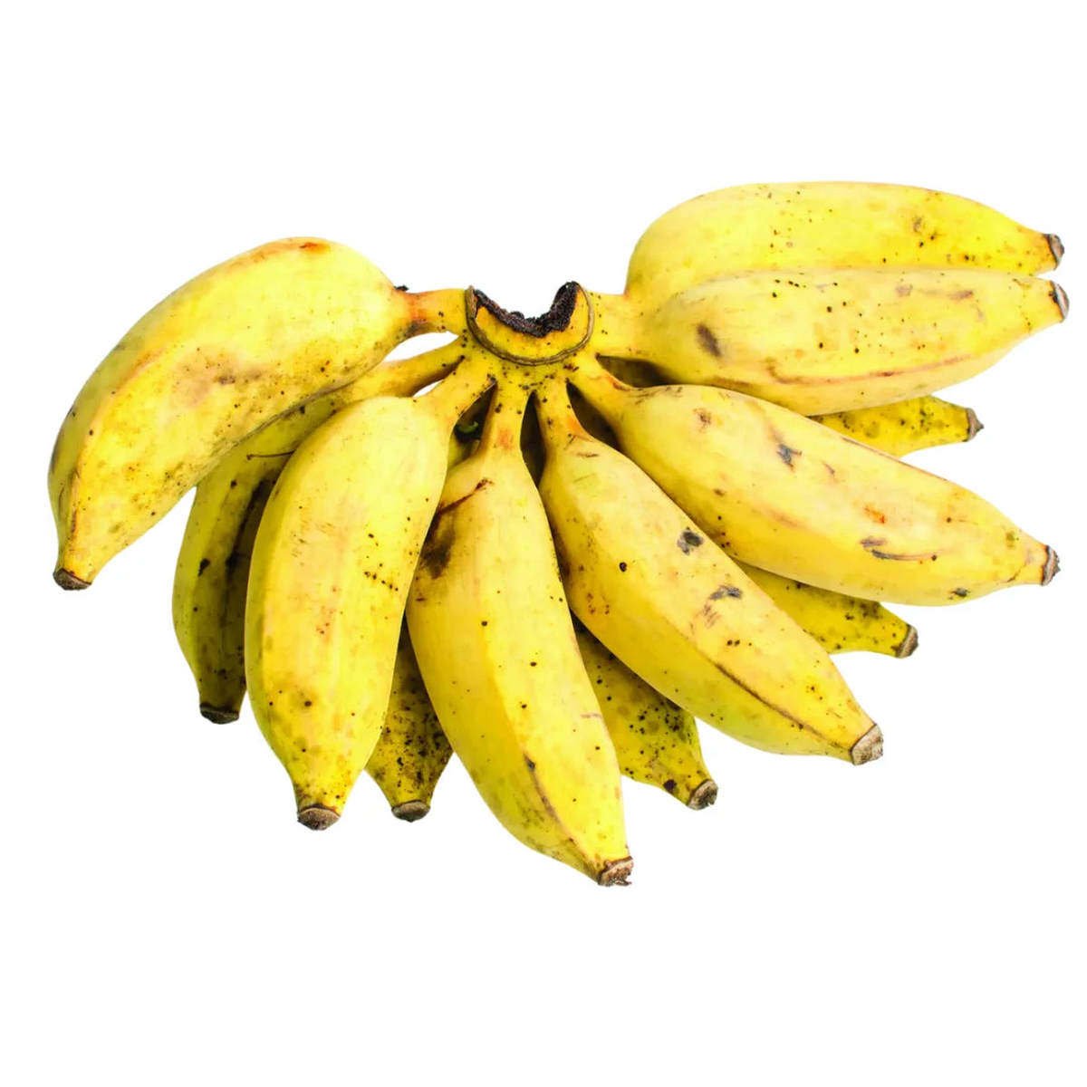 Goldfinger Banana Fruit Tree Seeds for Planting Grow Exotic Banana Trees in Your Yard, Heirloom & Non-GMO Seeds