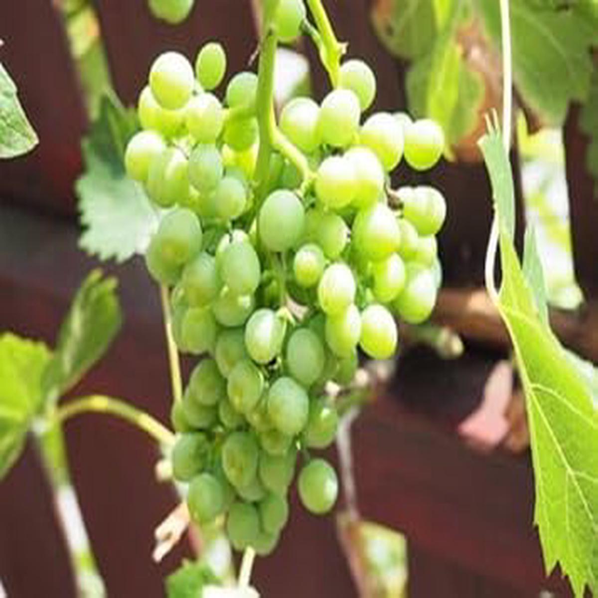 Grape Fruit Seeds for Vineyards & Home Gardening  Heirloom Non-GMO High Germination Organic Garden Seeds
