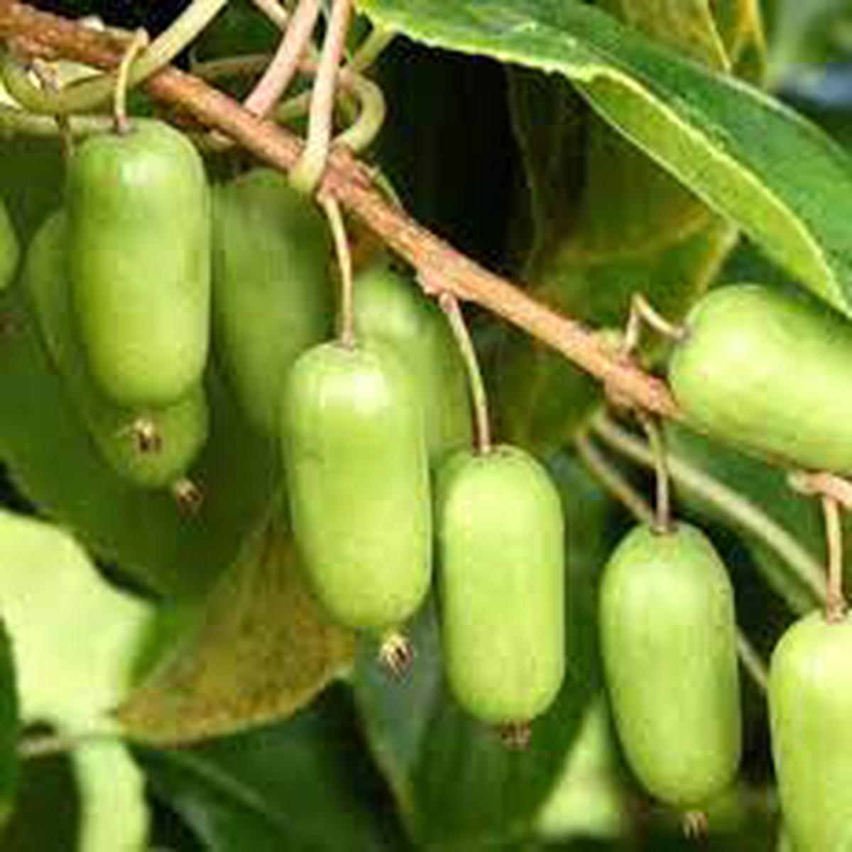 Green Actinidia Kolomikta Plant Seeds for Planting Hardy Kiwi Plants, Heirloom & Non-GMO Seeds