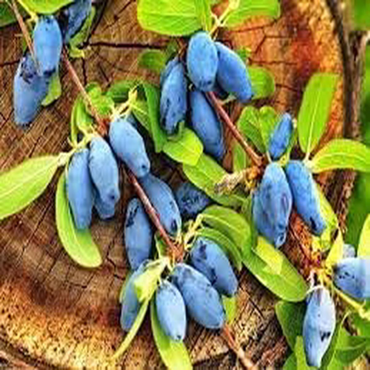 Haskap Fruit Seeds for Planting Heirloom Non-GMO High Germination Organic Garden Seeds for Berry Shrubs