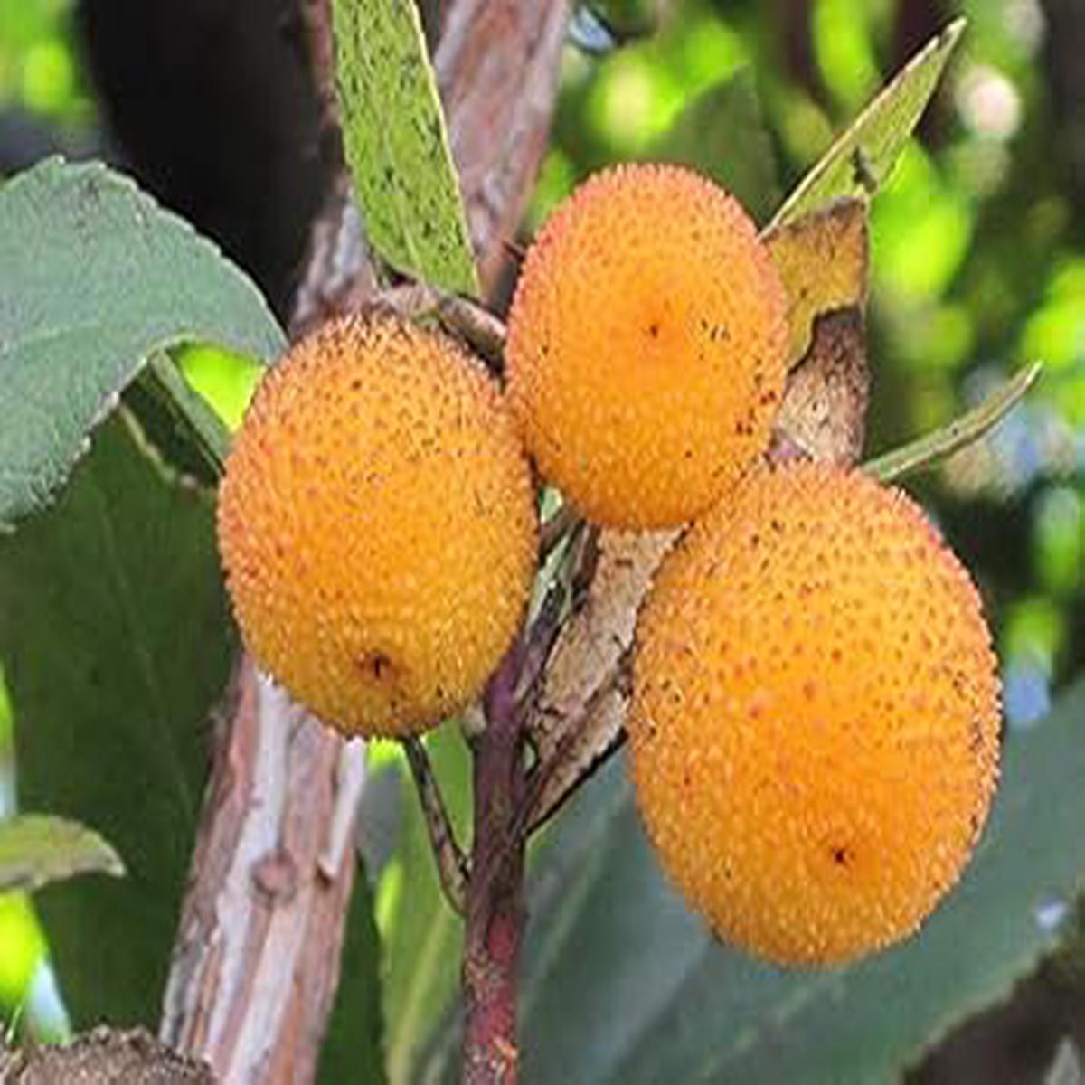 Heirloom Arbutus Fruit Seeds for Planting Light Yellow Variety, Rare, Sweet Trees, Non-GMO, High Germination Organic Garden Seeds