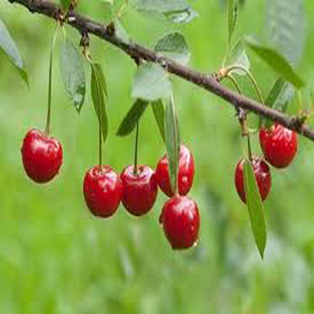 Heirloom Montmorency Cherry Fruit Seeds for Planting High Germination, Non-GMO Organic Garden Seeds for Tart Cherries