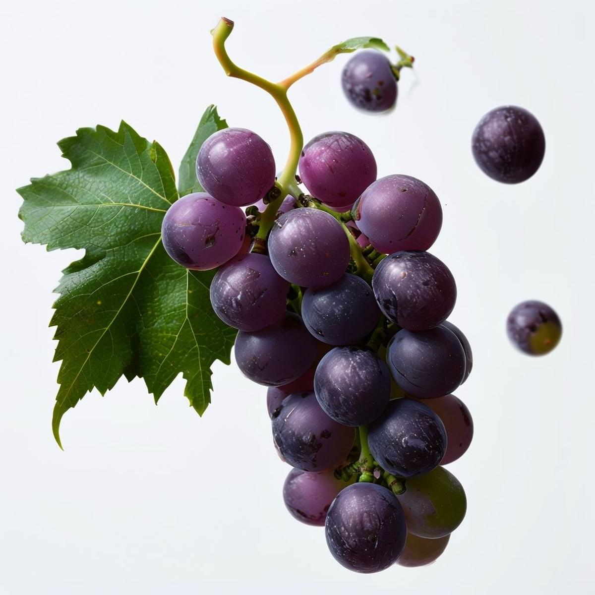 Heirloom Purple Grape Fruit Seeds for Planting Ideal for Home Gardens & Vineyards, Non-GMO Seeds