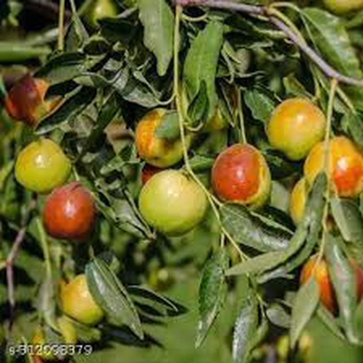 Honey Jar Jujube Fruit Seeds for Planting Heirloom, High Germination, Non-GMO Organic Garden Seeds