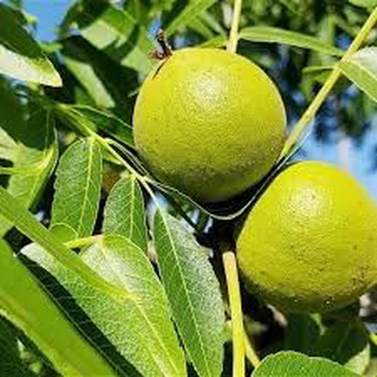 Juglans Hindsii Seeds  Grow Hardy Walnut Trees