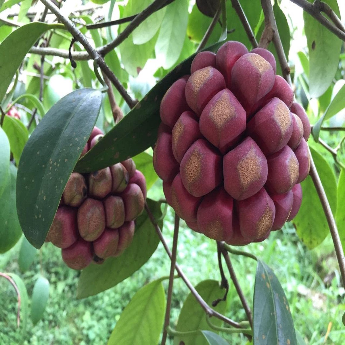 Kadsura Coccinea Fruit Seeds Rare & Hardy Climbing Fruit Vine