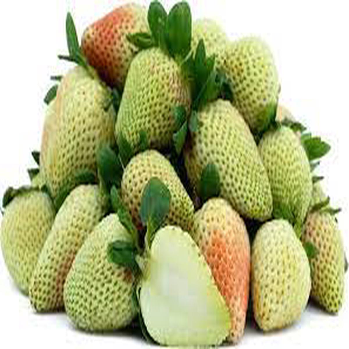 Light Green Strawberry Fruit Seeds for Planting Sweet, Nutritious Strawberries, Heirloom & Non-GMO, High Germination