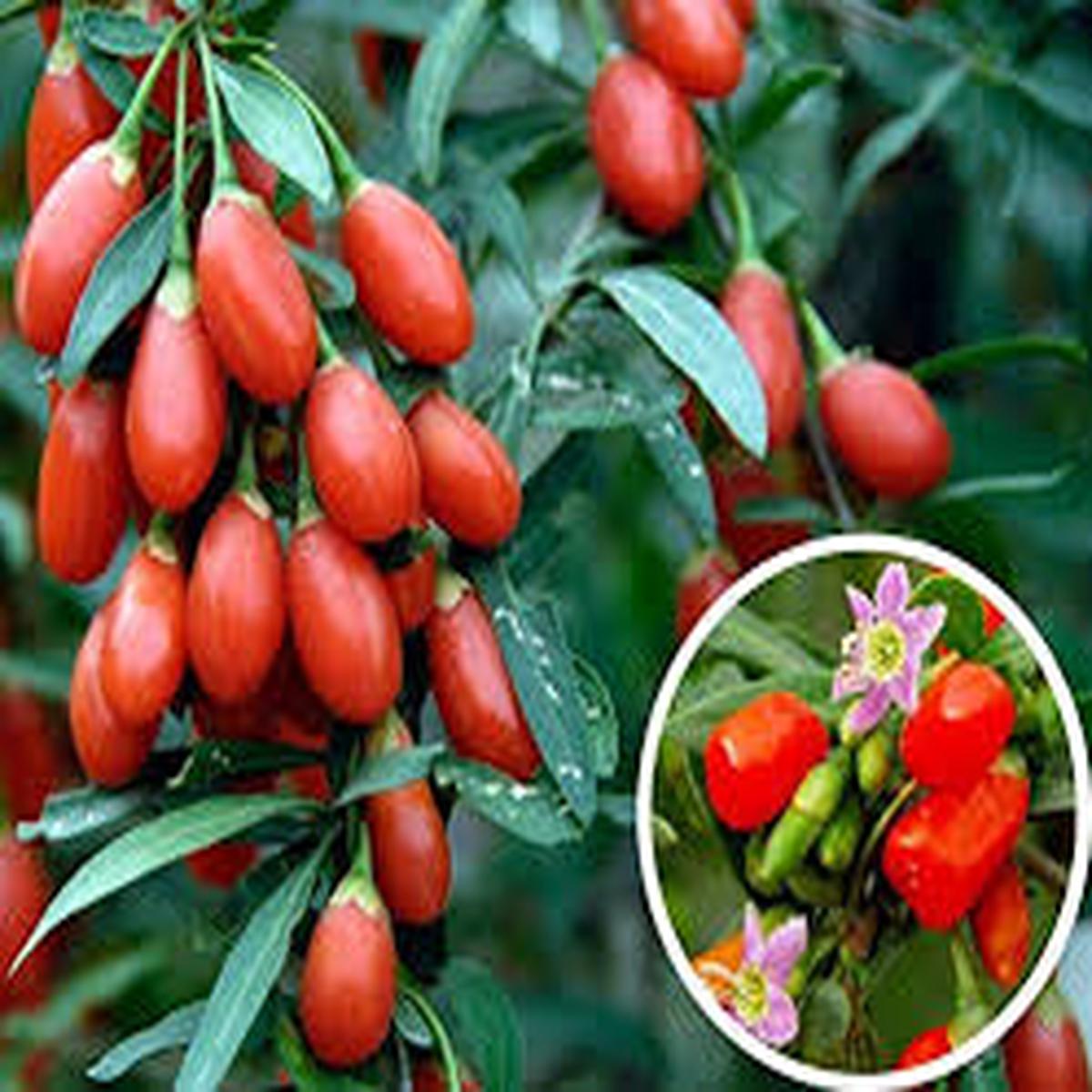 Lush Goji Berry Plant Seeds for Planting  100 pcs, Heirloom, Non-GMO, High Germination Organic Garden Seeds for Health-Conscious Gardeners