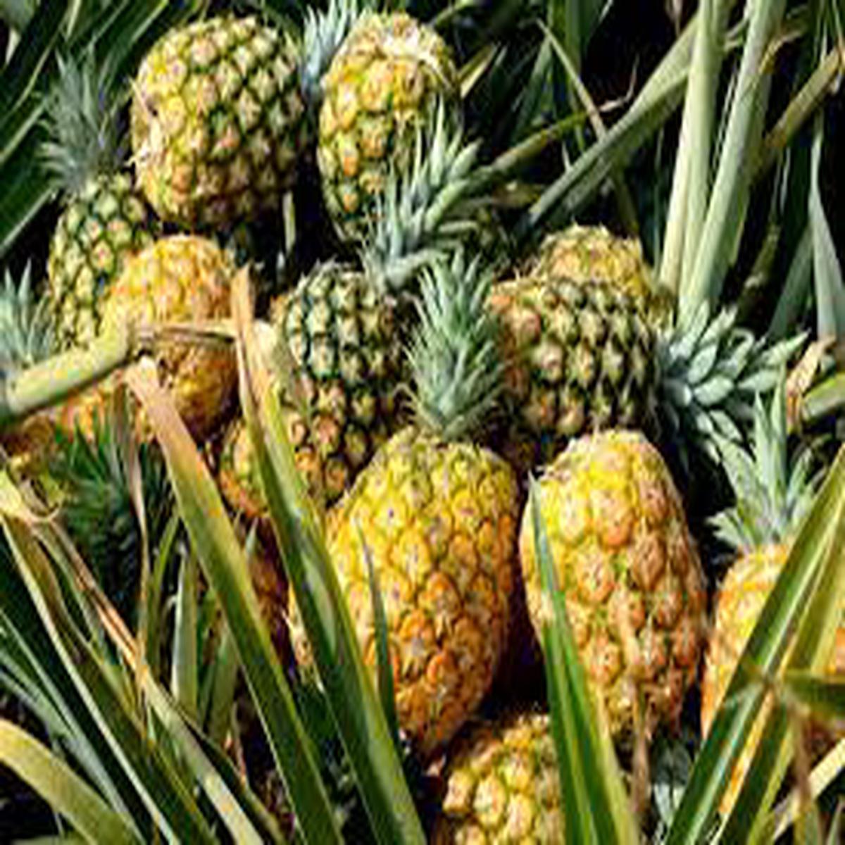 Orange-Green Pineapple Fruit Seeds  Grow Unique, Vibrant Pineapples for Stunning Garden Displays