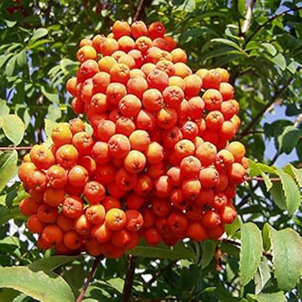 Orange Sorbus Alnifolia Fruit Seeds  Ornamental Heirloom & Non-GMO Tree Seeds for Your Garden