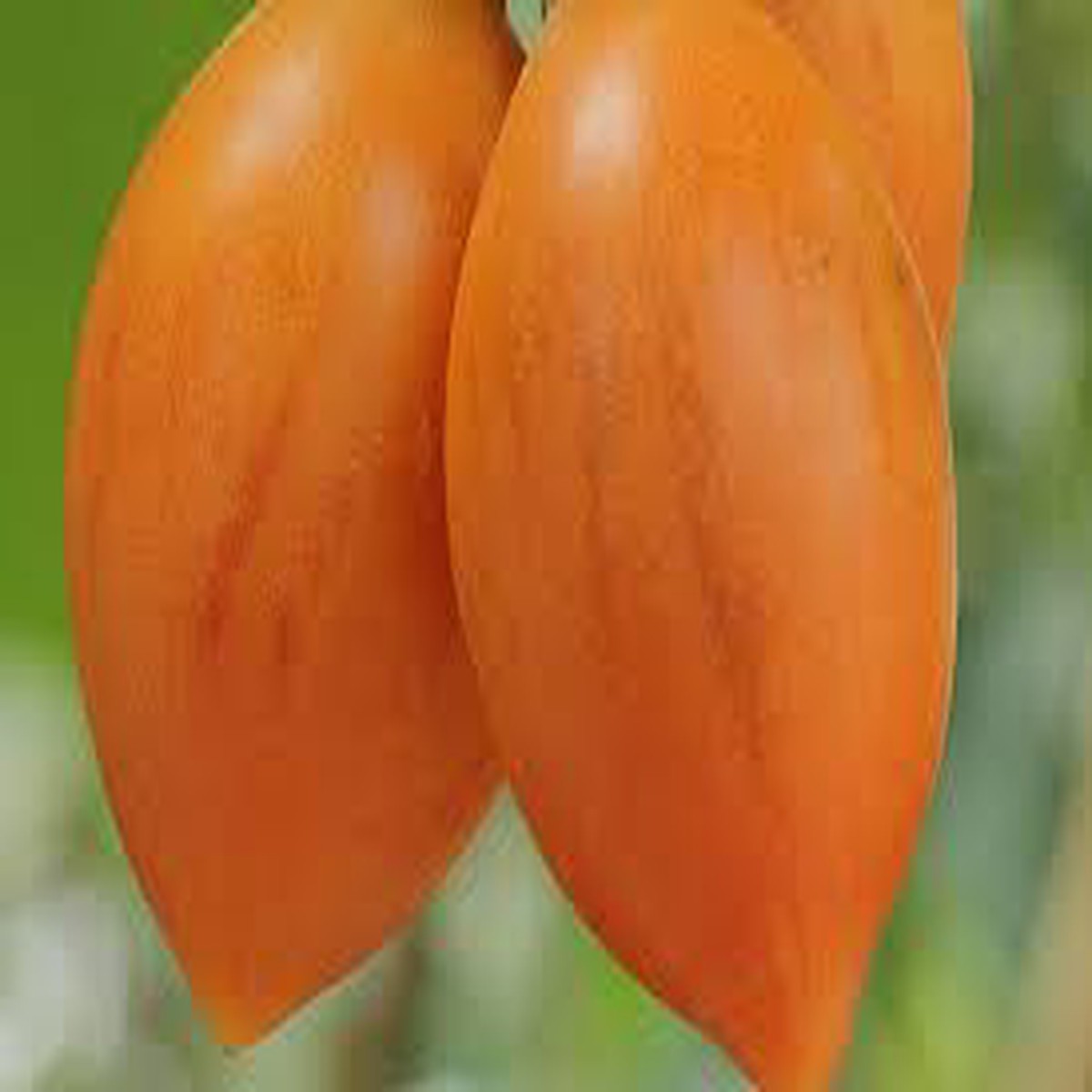 Orange Tamarillo Fruit Seeds for Planting Unique & Flavorful Tamarillo Fruits, Heirloom & Non-GMO, High Germination
