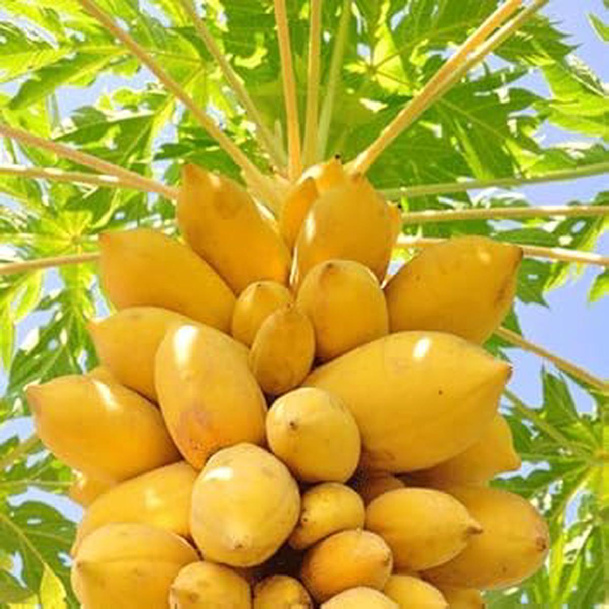 Papaya Fruit Seeds for Planting - Yellow Variety, Sweet Tropical Fruits, Non-GMO Heirloom Seeds