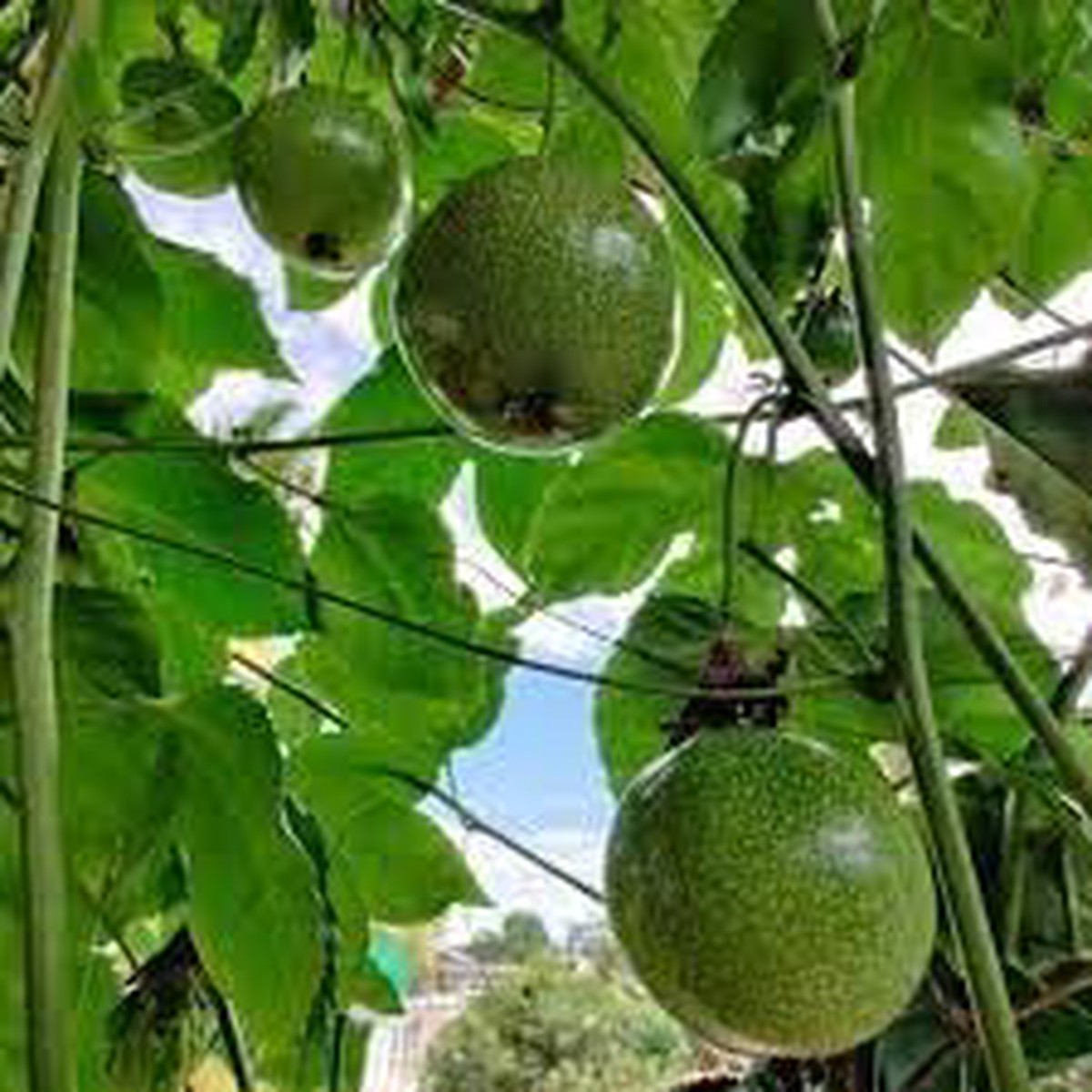 Passion Fruit Seeds  Grow Tangy & Exotic Tropical Fruits