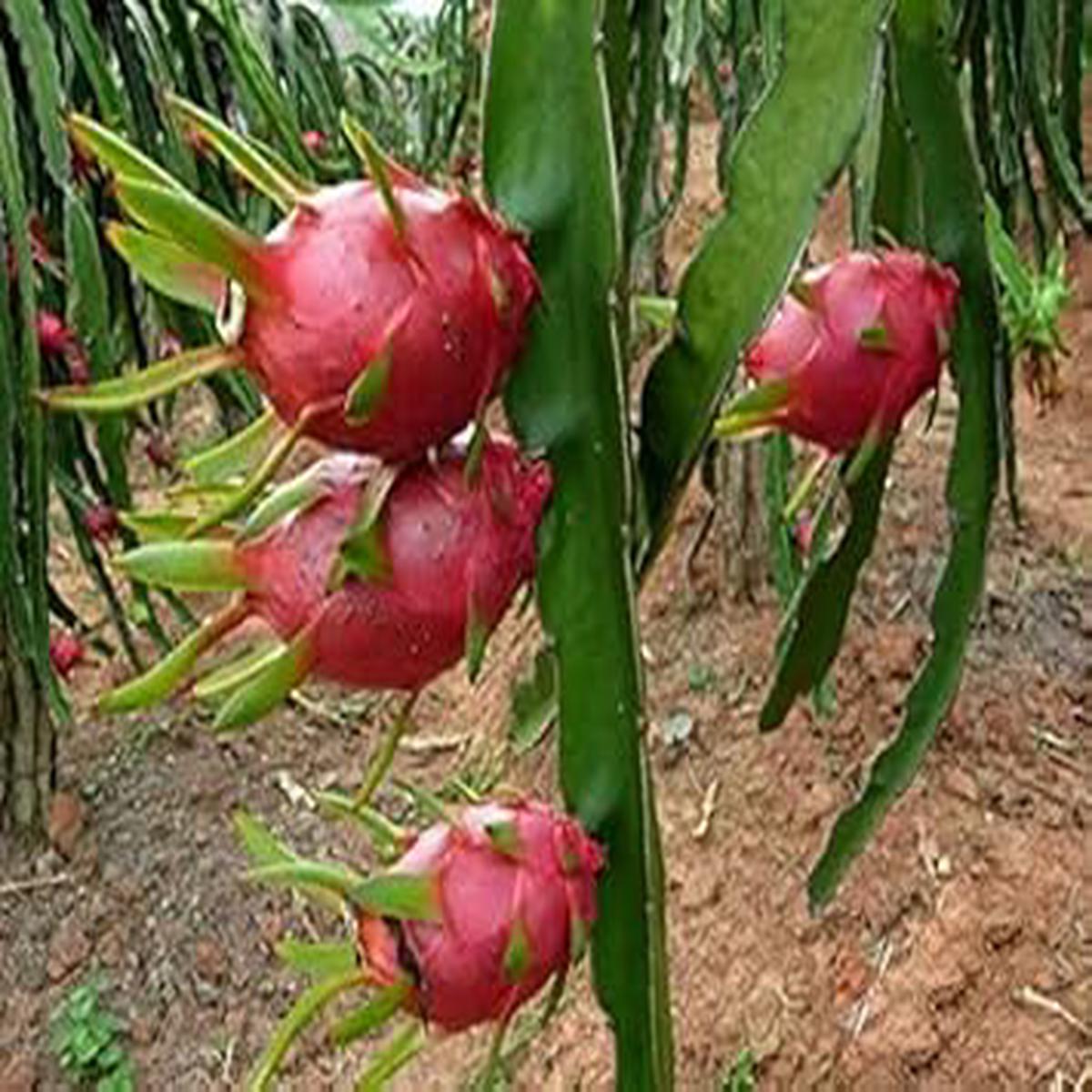 Pitaya Fruit Seeds Easy to Grow Red Variety, Heirloom & Non-GMO Seeds for Home Gardeners