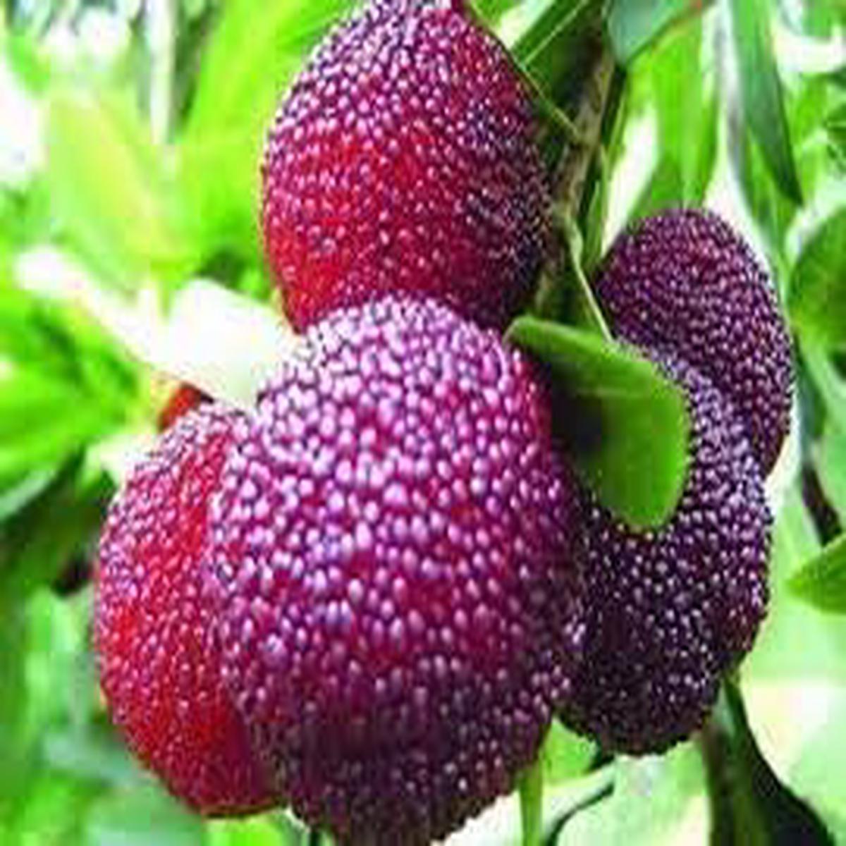 Purple Arbutus Bayberry Fruit Seeds for Planting  Heirloom & Non-GMO Seeds for Home Gardens