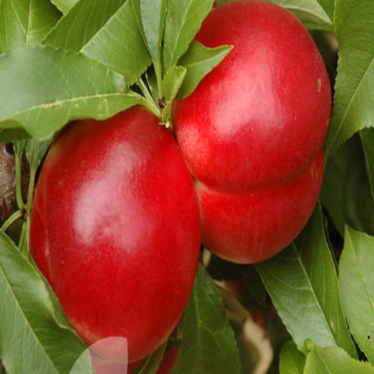 Red Nectarine Fruit Seeds for Planting | Heirloom Non-GMO Organic Seeds for Juicy, Sweet Garden Nectarines