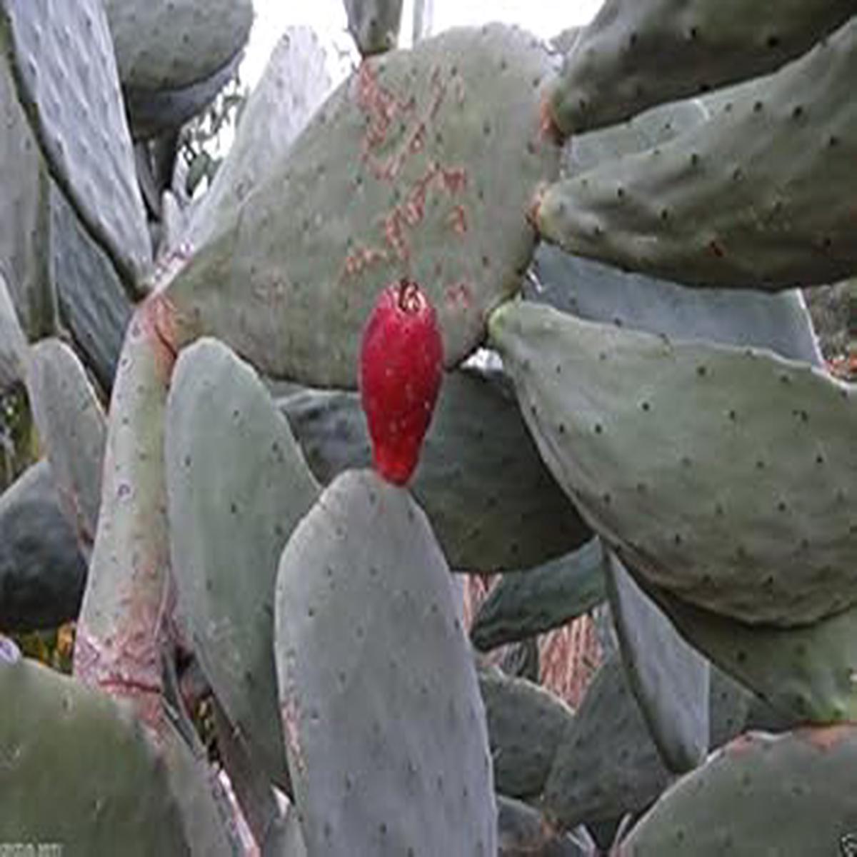 Red Opuntia Ficus Indica Seeds  Heirloom & Non-GMO Unique Red Cactus Fruit for Home Garden Planting