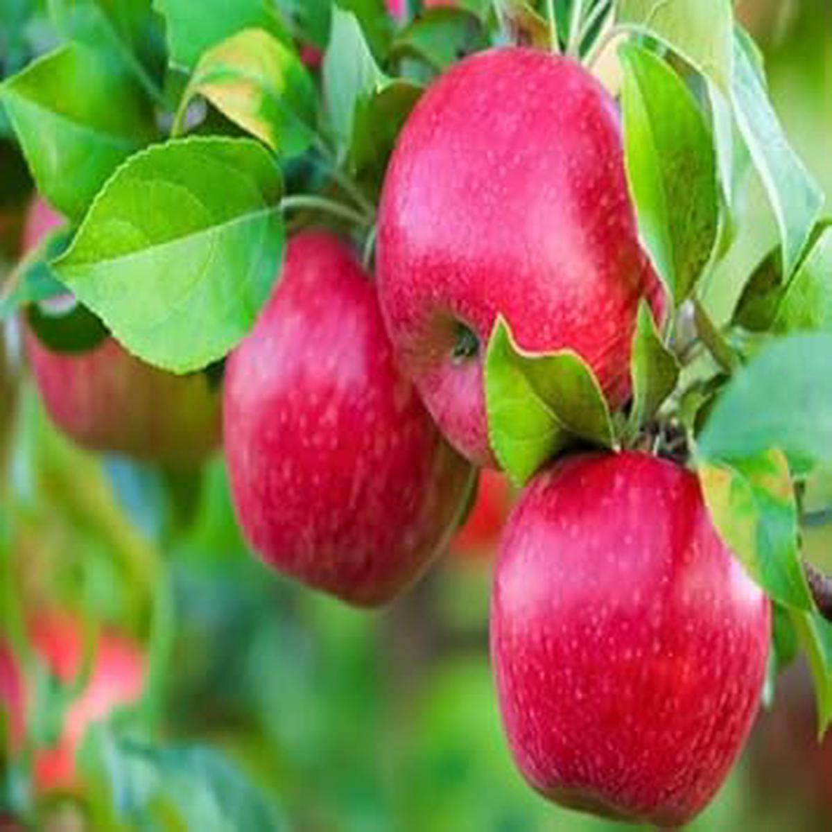 Red Spondias Purpurea Fruit Seeds Rare Tropical Fruits for Gardening, Heirloom, Non-GMO & Organic Seeds