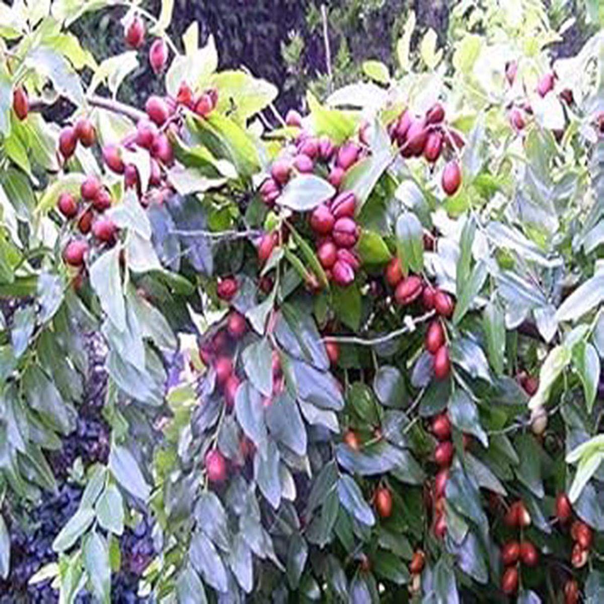 Red Ziziphus Jujuba Fruit Seeds for Planting Sweet Jujube Trees, Heirloom, Non-GMO, High Germination Seeds