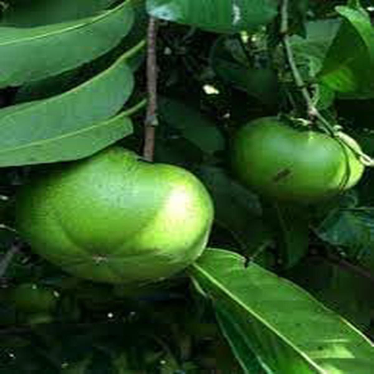 Sapote Fruit Seeds for Planting Grow Exotic, Sweet Sapotes in Your Backyard Orchard, Heirloom & Non-GMO Seeds