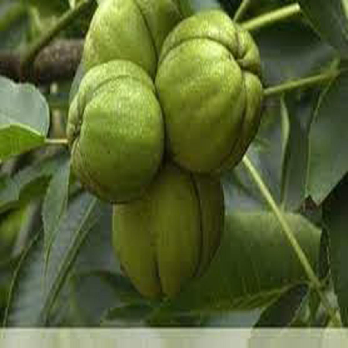 Shagbark Fruit Seeds for Planting Hardy, Unique Fruit Trees, Heirloom & Non-GMO, High Germination Seeds