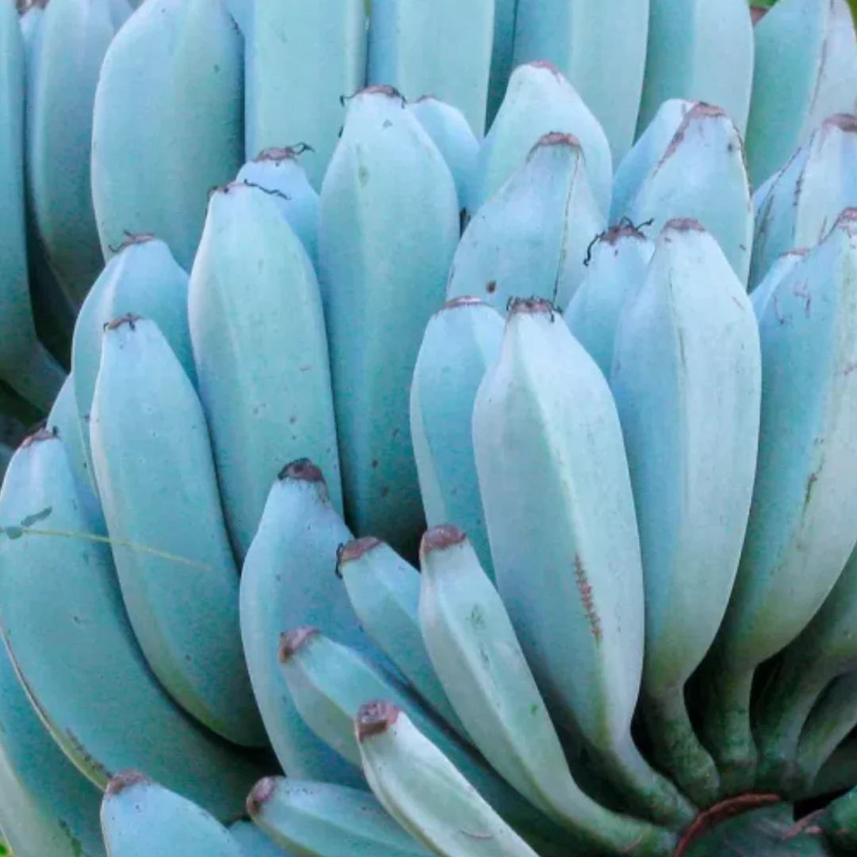 Sky Blue Banana Fruit Seeds Rare Variety for Stunning Tropical Blooms in Your Garden