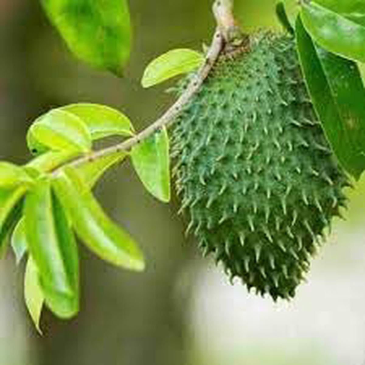 Soursop Fruit Seeds for Planting Cultivate Tropical, Nutrient-Rich Delight, Heirloom & Non-GMO, High Germination