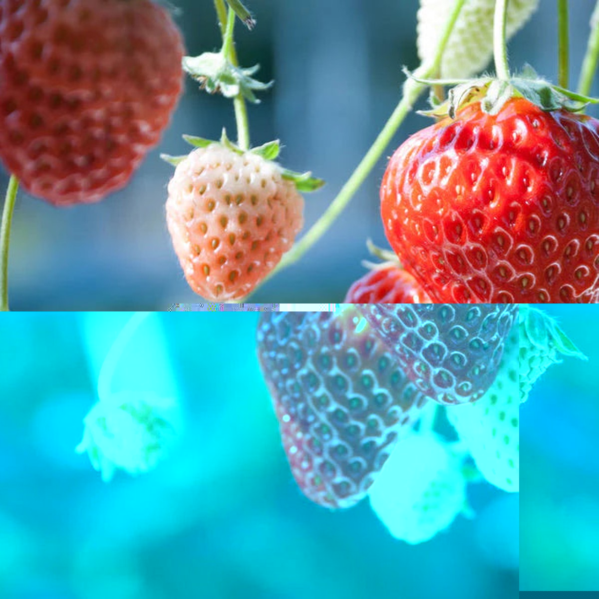 Strawberry Alexandria Fruit Seeds for Planting  Beginner-Friendly, Sweet Berries, Heirloom, High Germination, Non-GMO Organic Seeds