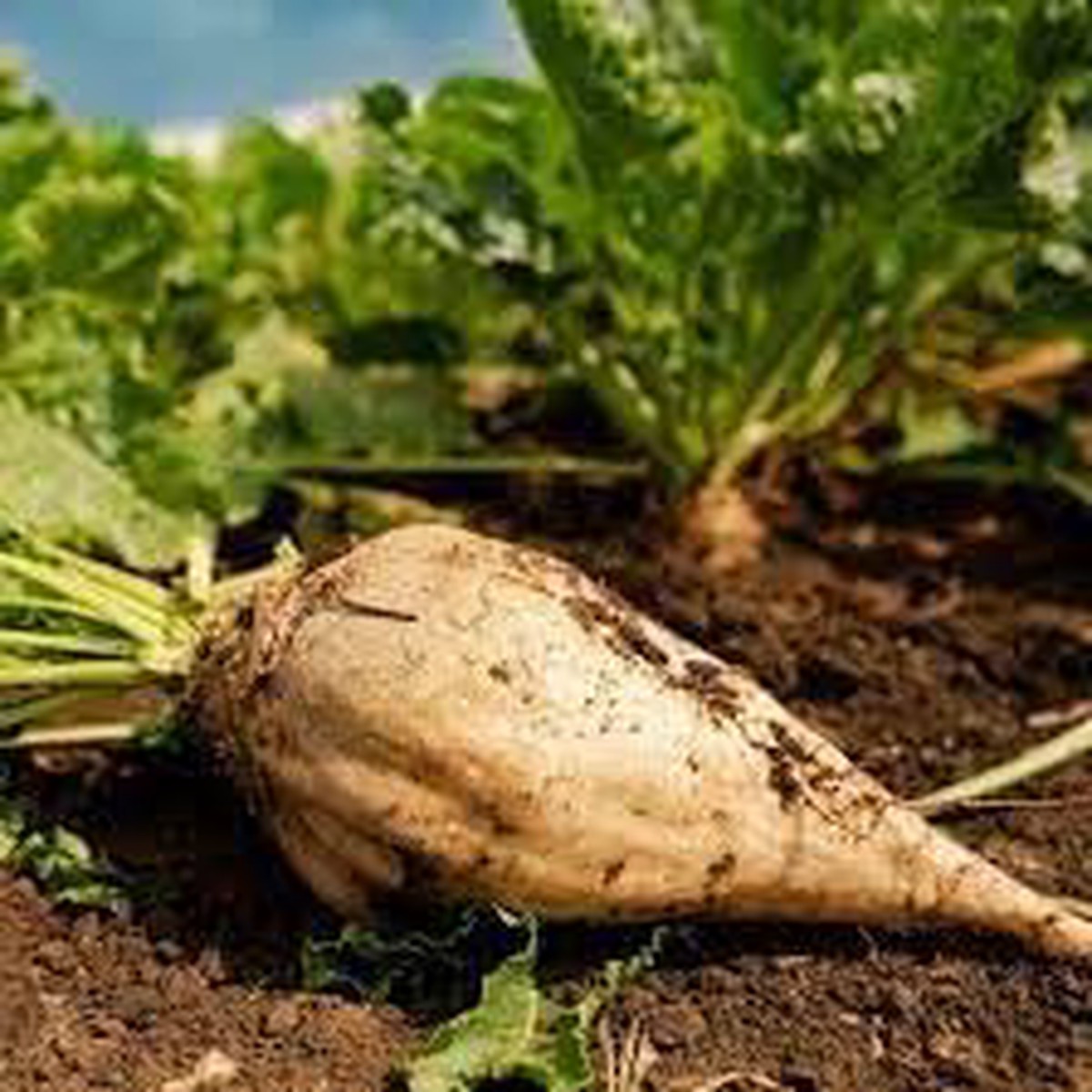 Sugar Beet Plant Seeds for Planting  Heirloom, Non-GMO, High Germination Organic Garden Seeds for Sweet, Nutrient-Dense Root Vegetables