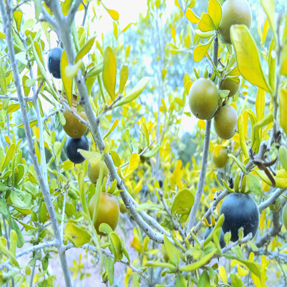 Texas Persimmons (Diospyros texana) Fruit Tree Seeds for Planting Heirloom Non-GMO Organic Garden Seeds