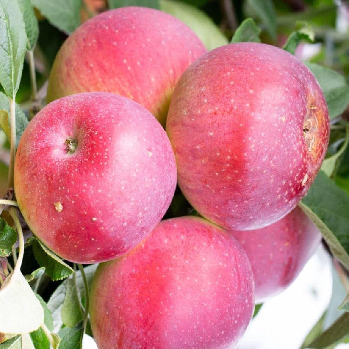 Tydemans Early Apple Seeds for Planting  Sweet, Juicy & Early-Ripening Apples