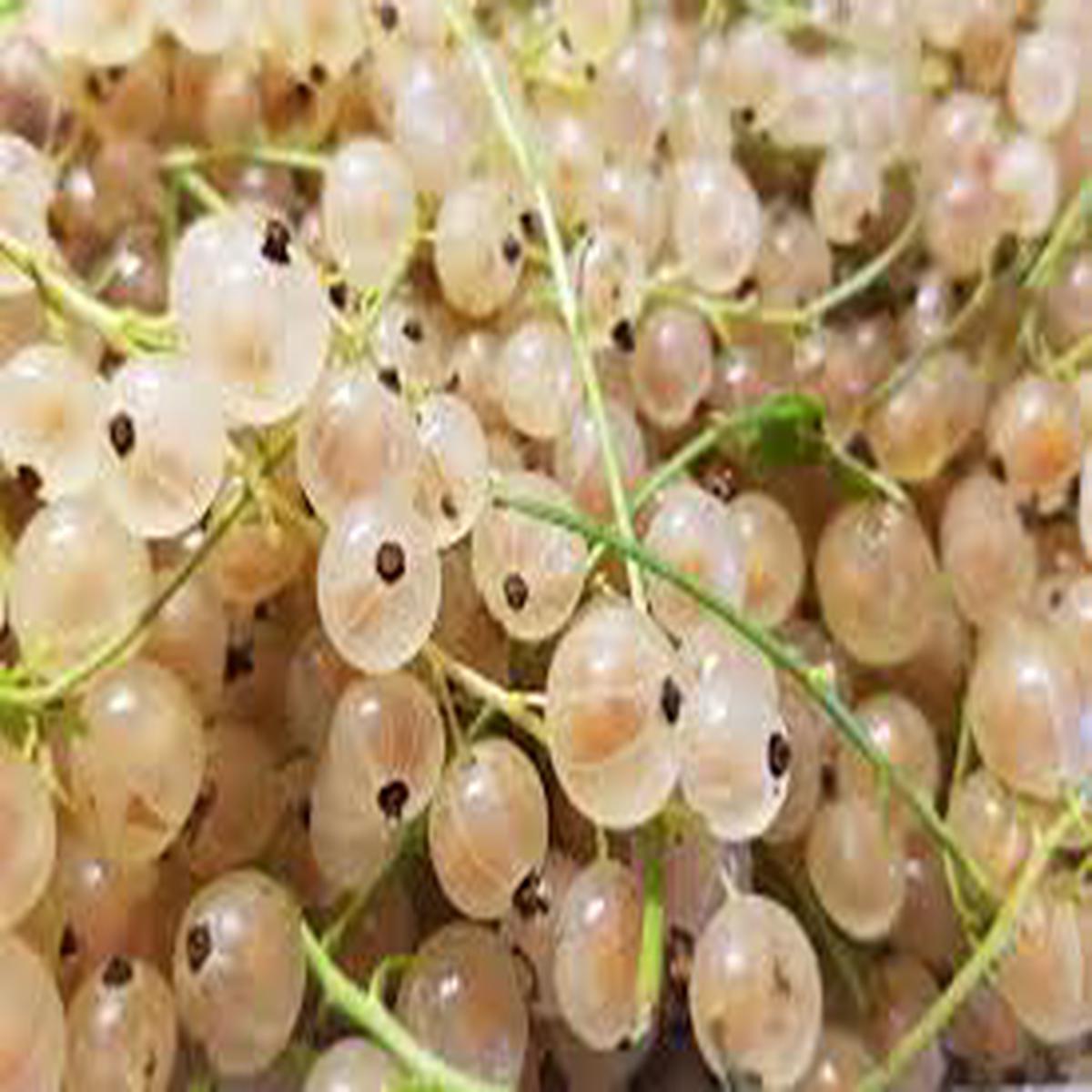 White Currant (Ribes rubrum var. alba) Seeds Tangy & Sweet Berries, Heirloom & Non-GMO Seeds for Home Garden