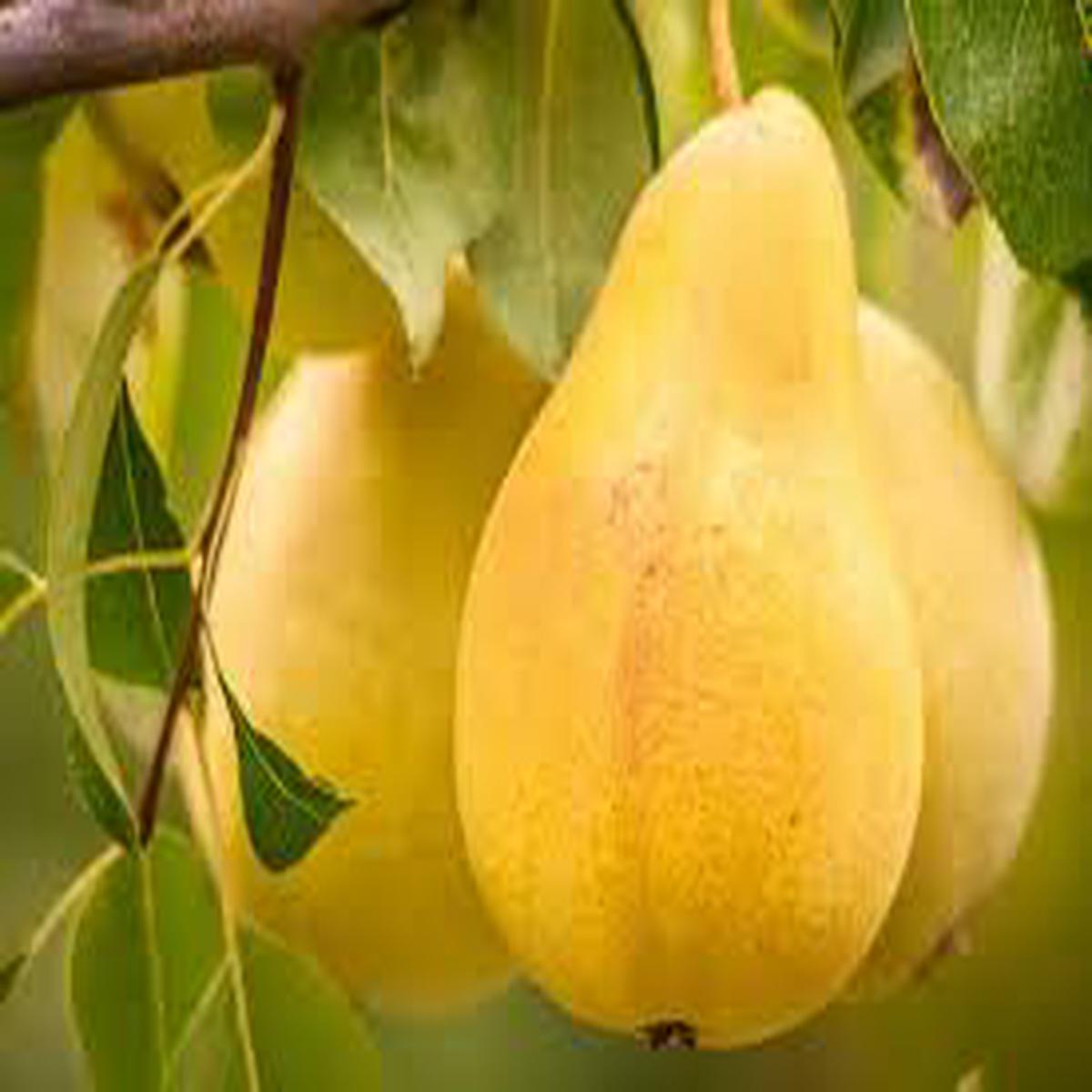 Yellow Bartlett Pear Fruit Seeds for Planting  Heirloom Non-GMO High Germination Organic Garden Seeds