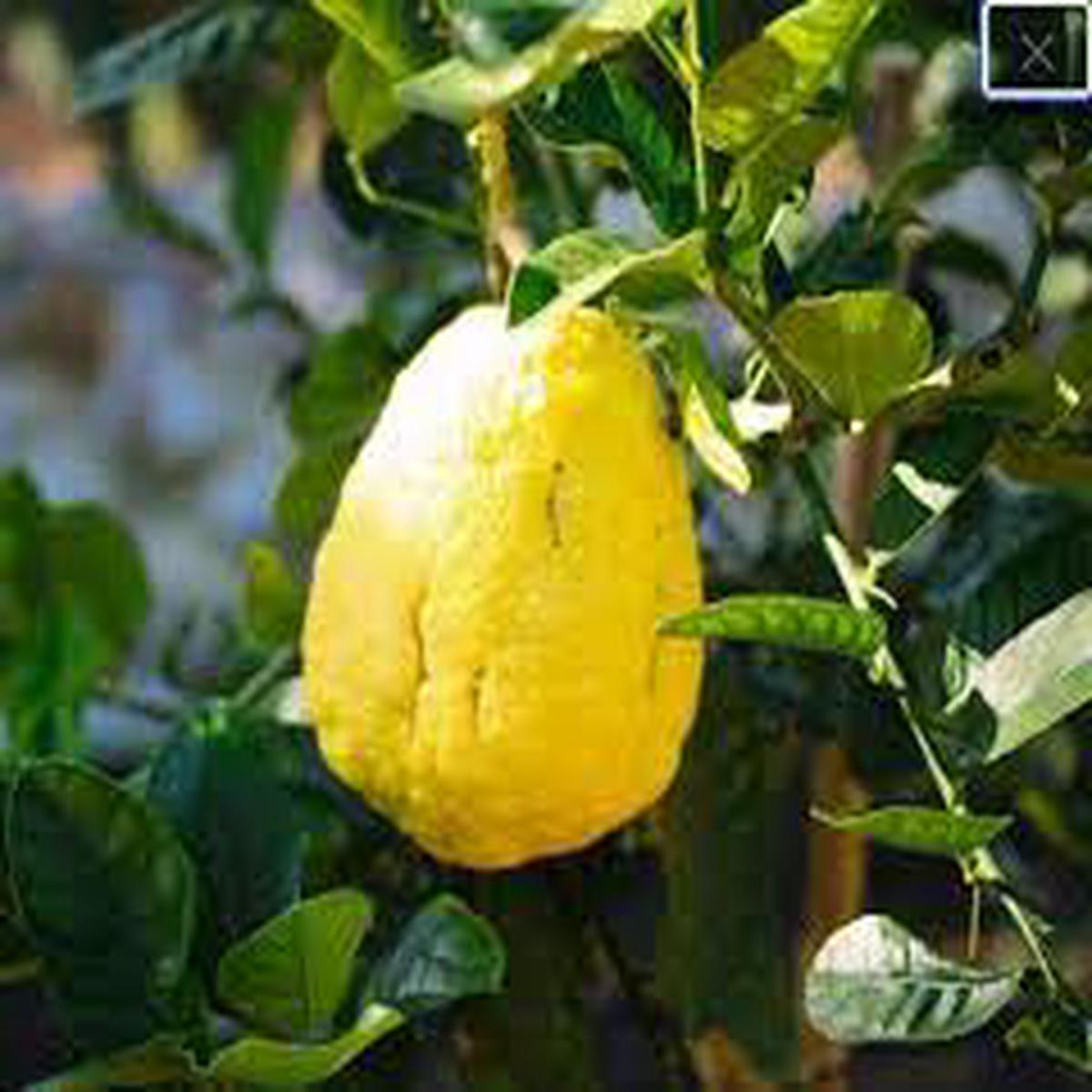 Yellow Citron Citrus Plant Seeds Grow Fragrant Yellow Citron Fruits at Home, Heirloom & Non-GMO Seeds (100 pcs)
