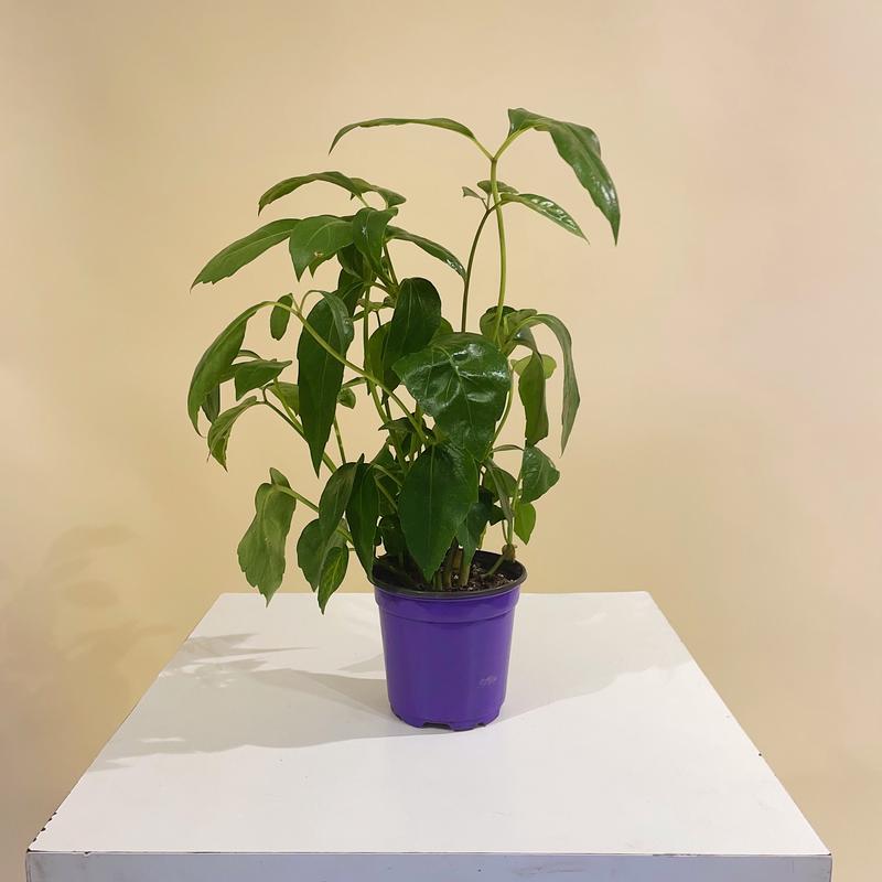 Alpine Umbrella Tree: Schefflera actinophylla - 6 inch pot