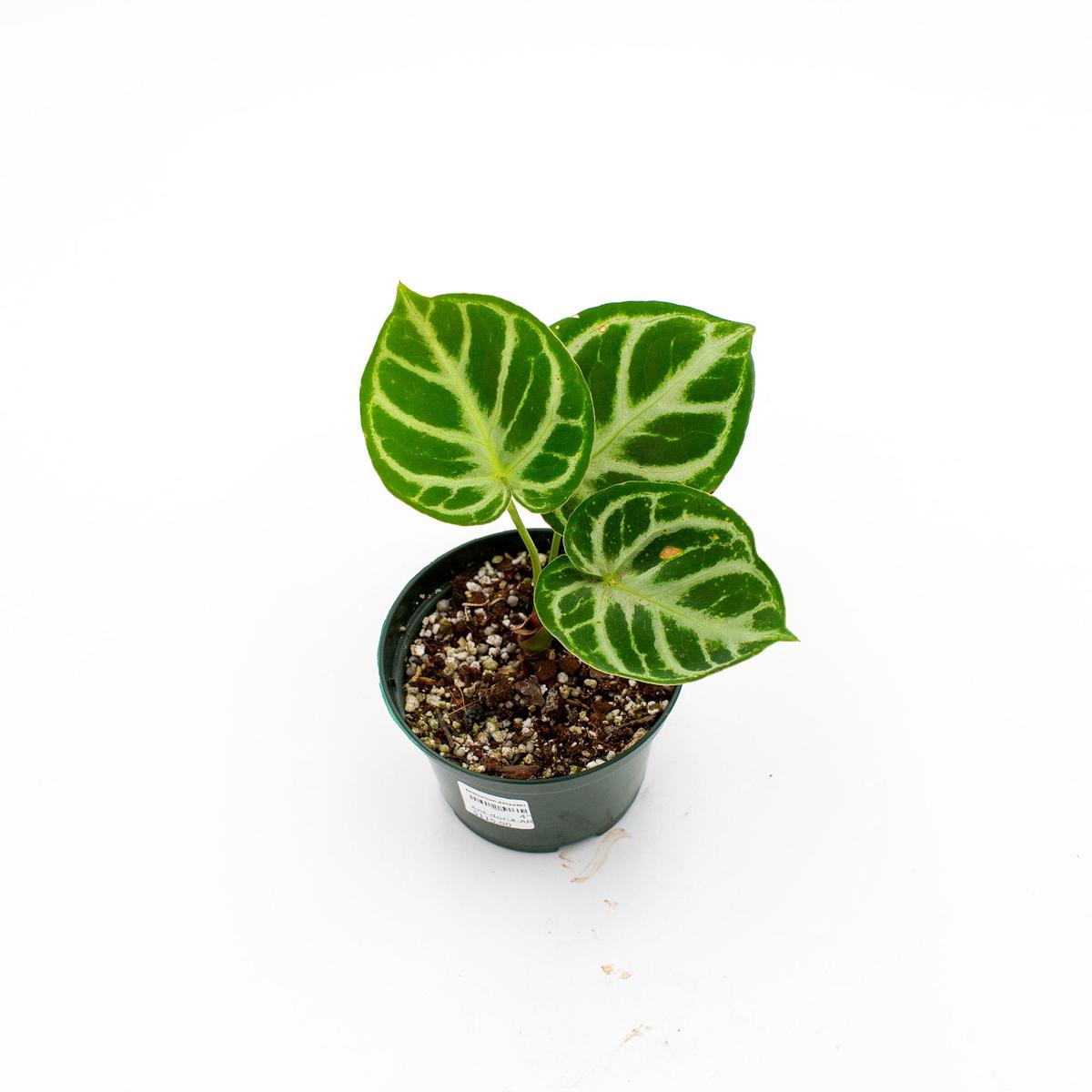 Anthurium dorayaki - 4"