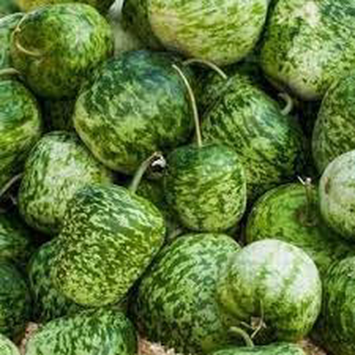 Apple Gourd Fruit Seeds for Planting Vibrant, Unique Garden Growth, Heirloom & Non-GMO Seeds