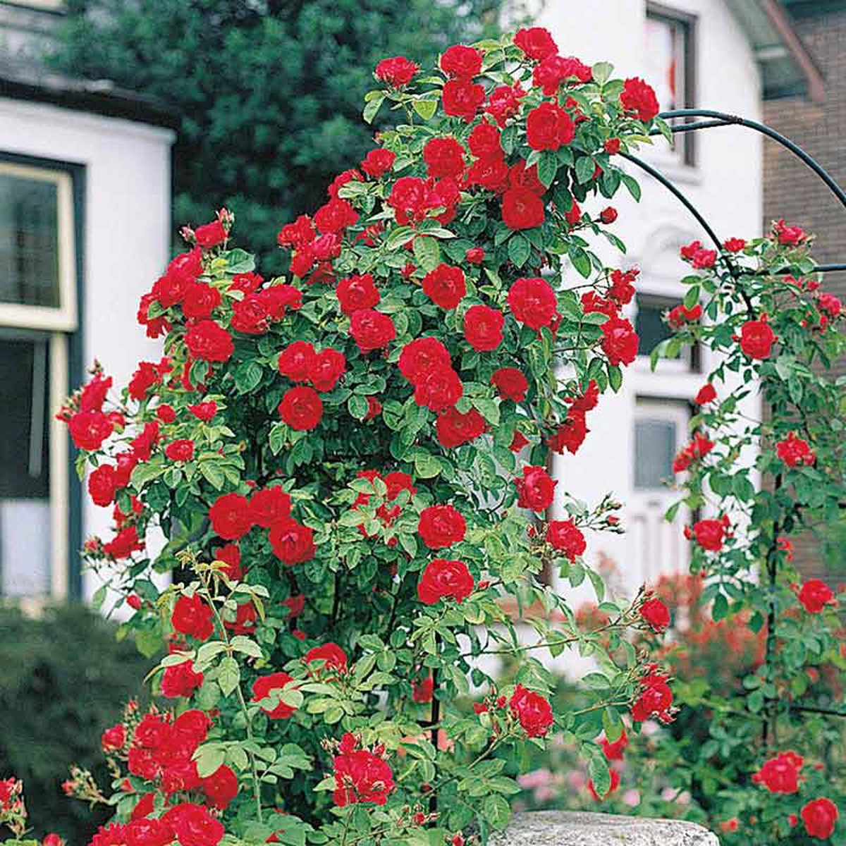 Blaze Improved Climbing Rose