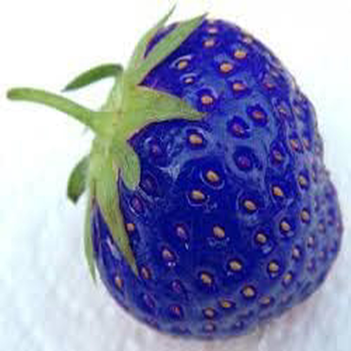 Blue Strawberry Fruit Seeds for Planting  Sweet, Versatile Strawberries for Your Garden, Heirloom & Non-GMO Seeds