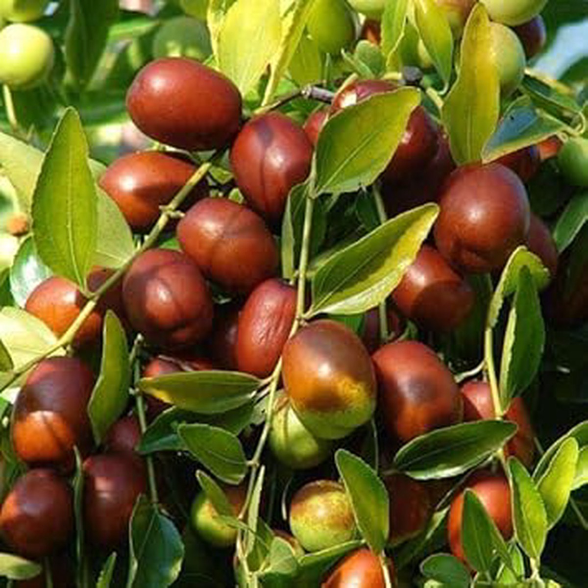 Brown Ziziphus Jujuba Fruit Seeds for Planting Heirloom Non-GMO High Germination Organic Garden Seeds