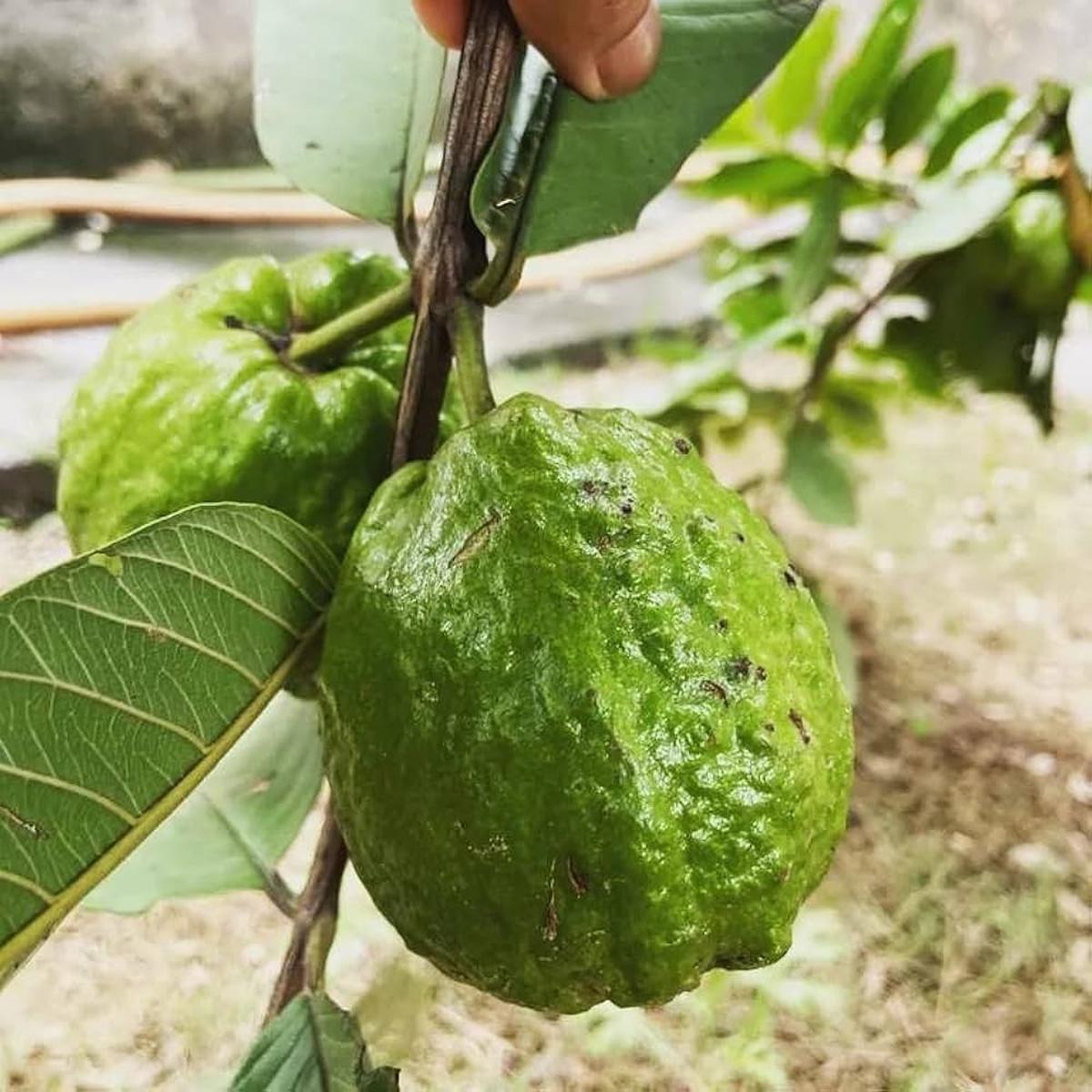Chittidar Guava Seeds Premium Speckled Guava for Planting